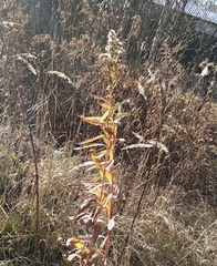 Solidago gigantea