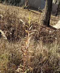 Solidago gigantea