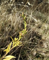 Solidago gigantea