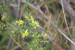 Pultenaea acerosa