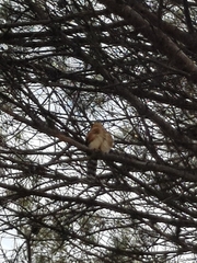 Accipiter rufiventris