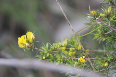 Pultenaea acerosa
