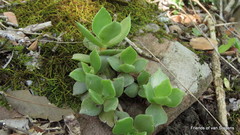 Crassula lactea