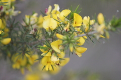 Pultenaea acerosa