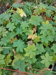 Geranium × cantabrigiense