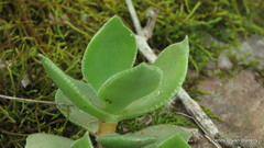 Crassula lactea