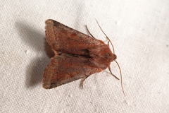 Agrochola haematidea