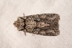 Dryobotodes monochroma