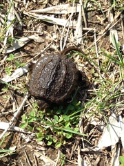 Chelydra serpentina