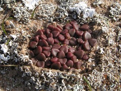 Anacampseros comptonii