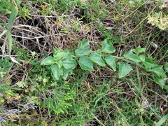 Solanum africanum