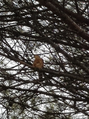 Accipiter rufiventris