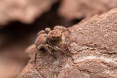 Aelurillus v-insignitus