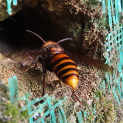 Vespa mandarinia japonica