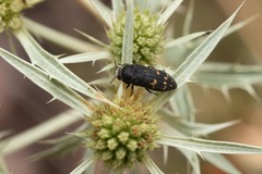 Acmaeoderella flavofasciata flavofasciata