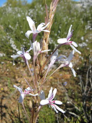Babiana spathacea