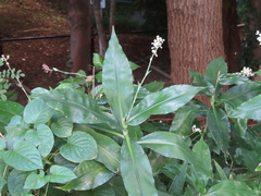 Pollia japonica