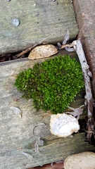 Bryophyta