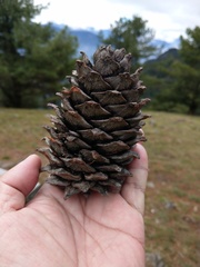 Pinus armandi mastersiana