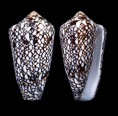 Conus bratcherae