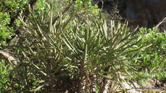 Euphorbia triangularis