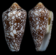 Conus bratcherae