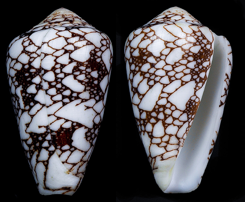 Conus bratcherae