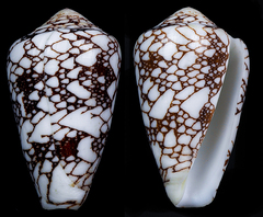 Conus bratcherae