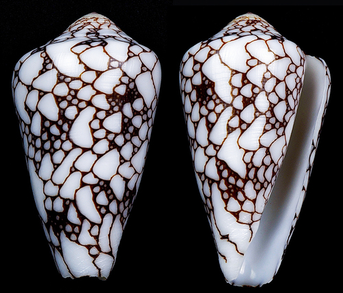 Conus bratcherae