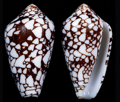 Conus bratcherae