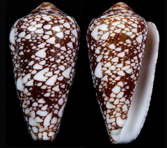 Conus bratcherae