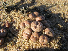 Conophytum comptonii