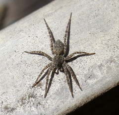 Pardosa hortensis