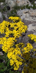 Senecio variifolius
