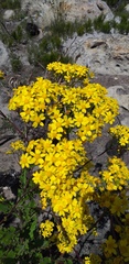 Senecio variifolius