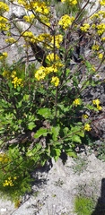 Senecio variifolius