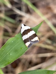 Zonopetala divisella