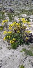 Senecio variifolius