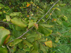 Phytoptus avellanae
