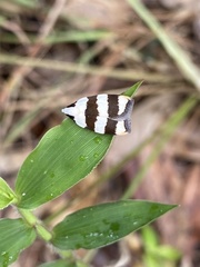 Zonopetala divisella