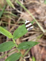 Zonopetala divisella