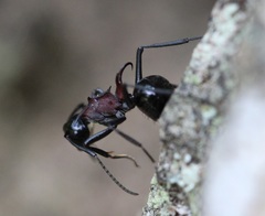 Polyrhachis lamellidens