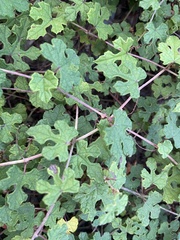 Vitis thunbergii