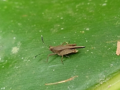 Phaesticus mellerborgi