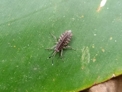 Phaesticus mellerborgi