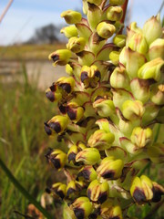 Pterygodium ingeanum