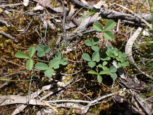 Image of Glycine latrobeana by (c) Nina Kerr, some rights reserved (CC BY)