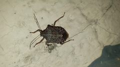 Halyomorpha halys