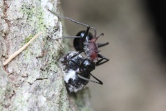 Polyrhachis lamellidens