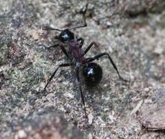 Polyrhachis lamellidens